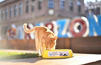 Trabzon'da hafta sonu kısıtlamasında sokak hayvanları unutulmadı