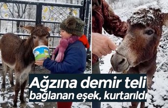 Ağzına demir teli bağlanan eşek, kurtarıldı