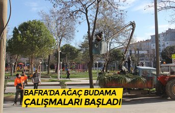 BAFRA’DA AĞAÇ BUDAMA ÇALIŞMALARI BAŞLADI