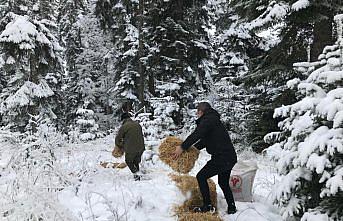 Bolu'da yabani hayvanlar için doğaya yem bırakıldı