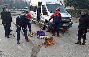 Düzce'de servis minibüsünün altında kalan yaralı köpek kurtarıldı