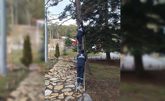 Gerede'da çam ağaçlarına kuş kafesleri yerleştirildi