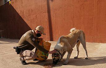 Giresun'da sokak hayvanlarını kısıtlamada polisler besledi
