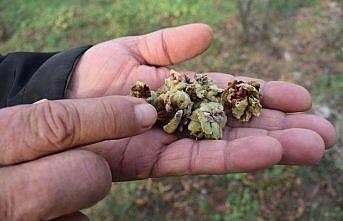 Hava şartları fındık üreticilerini endişelendiriyor