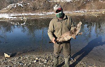 Karabük'te tüfekle vurulmuş su samuru bulundu