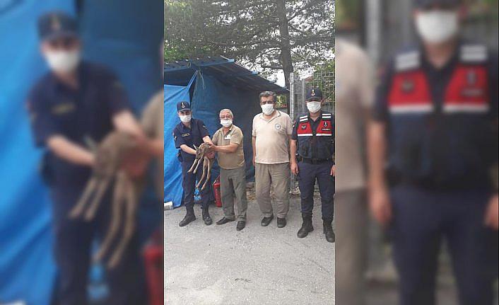 Kastamonu'da geçen yıl 79 yaban hayvanı tedavi edildi