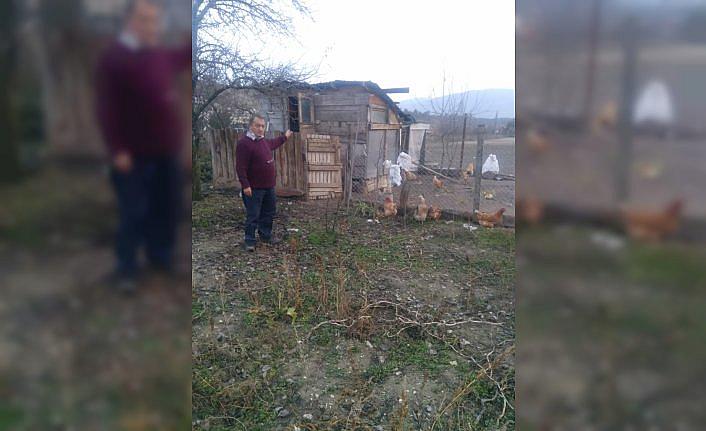 Mudurnu'da sansar saldırısına uğrayan 8 tavuk telef oldu