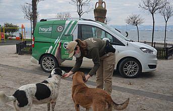 Sinop ve Kastamonu'da sokak hayvanlarına yardım eli