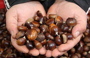 Sinop'ta kurak geçen mevsim kestane rekoltesini olumsuz etkiledi