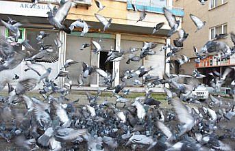 Sokağa çıkma kısıtlamalarında da güvercinleri beslemeyi ihmal etmiyor