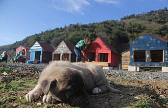Topladıkları keresteler sokak hayvanları için yuva oluyor