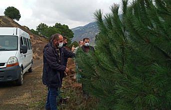 Trabzon'da çam fıstığı yetiştiriciliği yeni gelir kapısı olacak
