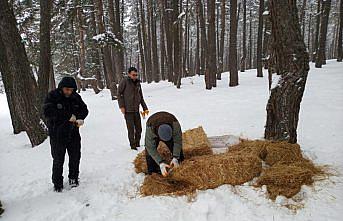 Aladağ Yaylası'nda bir metre karda yaşam mücadelesi veren yabani hayvanlara yem bırakıldı