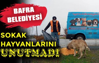BAFRA BELEDİYESİ SOKAK HAYVANLARINI UNUTMADI