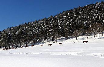 Bolu Dağı'ndaki yılkı atlarına yem bırakıldı