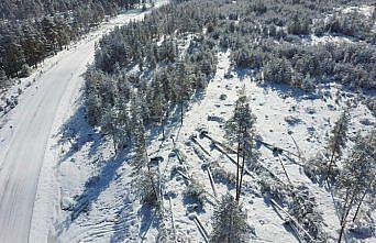 Bolu'da ormanlık alanlarda hasar tespit çalışması yapıldı