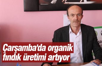 Çarşamba'da organik fındık üretimi artıyor