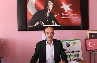 Çarşamba'da organik fındık üretimi artıyor