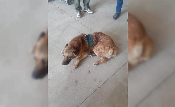 Çorum'da av tüfeğiyle vurulan köpeğin vücudundan 27 saçma mermisi çıktı