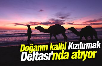 Doğanın kalbi Kızılırmak Deltası'nda atıyor