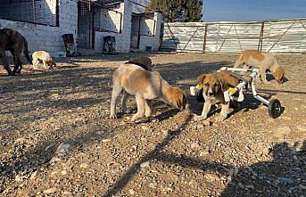 Felçli köpeği “su borusundan yürüteç“ ile hayata bağladı