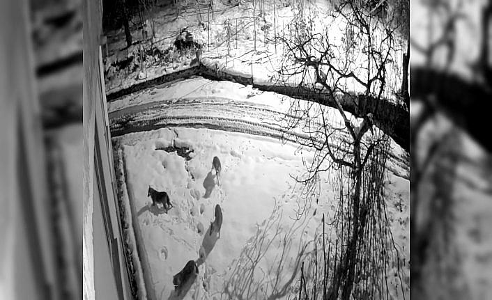 Giresun'da kar yağışı nedeniyle aç kalan kurtlar mahalleye indi