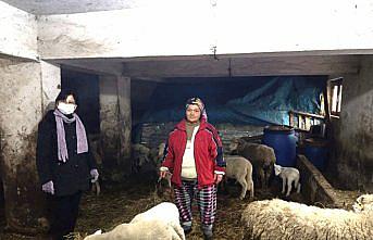Girişimci kadın İŞKUR'dan aldığı destekle koyun yetiştiriciliğine başladı