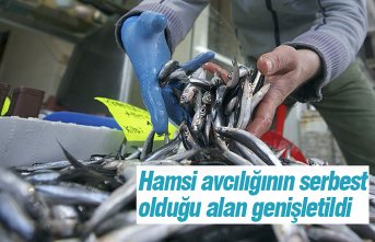 Hamsi avcılığının serbest olduğu alan genişletildi