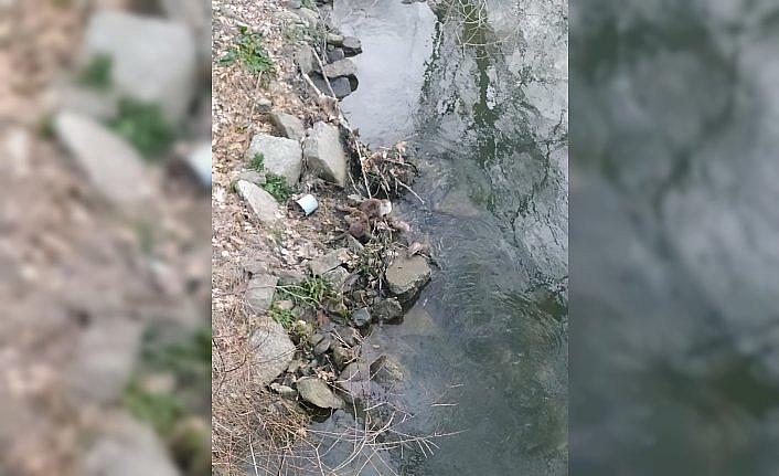 Karabük'te su samuru görüntülendi