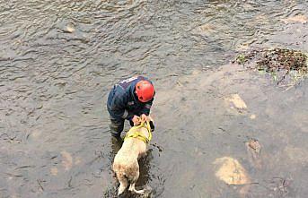 Ordu'da çaya düşen köpeği itfaiye ekipleri kurtardı