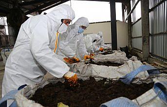 Ordu'da fındık veriminin artırılmasında solucan gübresi kullanılacak