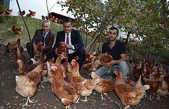 Ordu'da yumurta üretimi artıyor