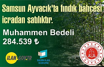 Samsun Ayvacık'ta fındık bahçesi icradan satılıktır