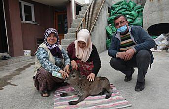 Sinop'ta 10 kilogram doğan cüce buzağıya evde özenli bakım