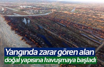 Yangında zarar gören alan doğal yapısına kavuşmaya başladı