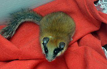 Amasya'da nesli tehlike altında olan ağaç yediuyuru görüldü