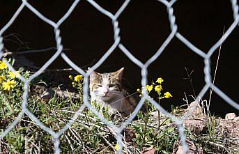 Artvin'de çelik tel örgülerin arasında mahsur kalan kedi kurtarıldı