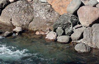 Artvin'de köpeklerin saldırısından kaçarken dereye düşen karaca telef oldu