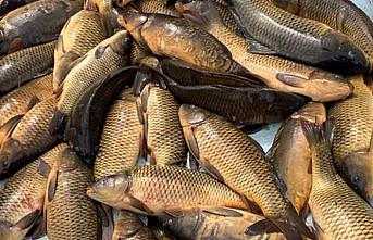Bolu'da kaçak balık avlayan kişiye 5 bin 455 lira ceza verildi