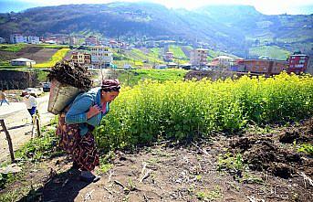 Doğu Karadeniz'de çiftçiler, ilkbaharın gelmesiyle tarlalarında temizliğe başladı