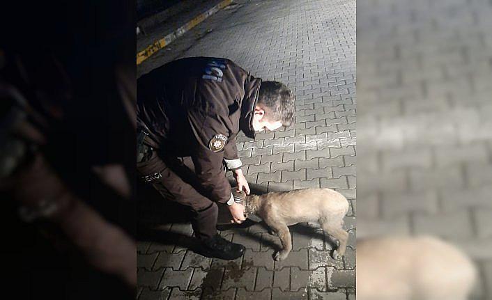 Kastamonu'da kafası bidona sıkışan köpek kurtarıldı