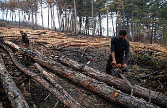 Kastamonu'da ormancılar yanan alanlara yeniden 
