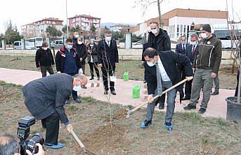 Merzifon'da huzurevi sakinleri fidan dikti