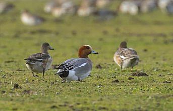 Orta ve Doğu Karadeniz'de kış ortasında 186 bin 259 su kuşu sayıldı