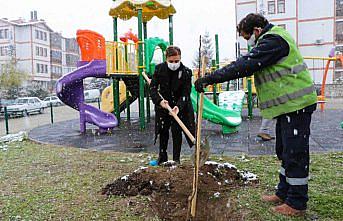 Safranbolu'da parklara meyve ağaçları dikiliyor