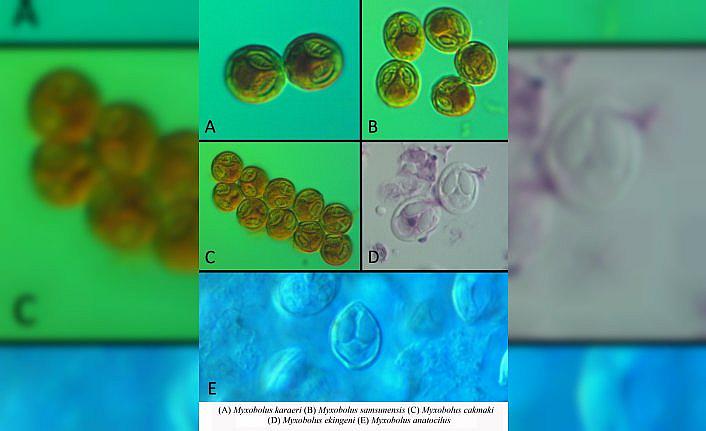 Samsun'daki iç sularda bulunan siraz balığında 5 yeni parazit türü keşfedildi