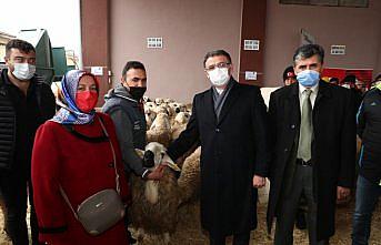 Tokat'ta çiftçilere 180 damızlık koç dağıtıldı