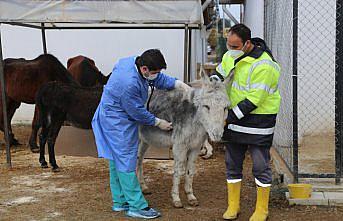 Yaralı at ve eşekler Sokak Hayvanları Geçici Bakımevi'nde sağlıklarına kavuştu