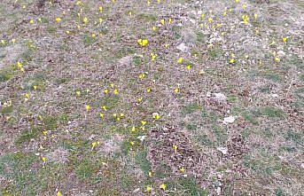 Yeniçağa'da baharın müjdecisi çiğdemler açtı