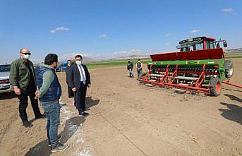 Amasya'da yerli kenevir tohumu 